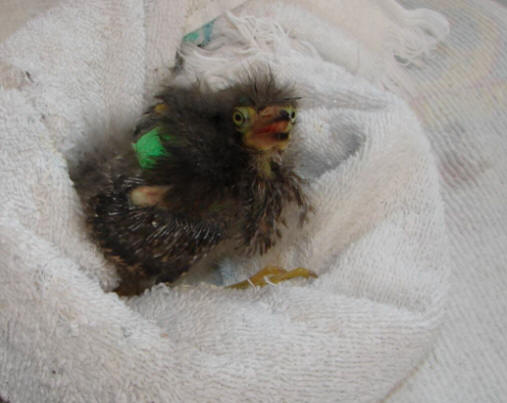 Baby green heron