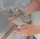 Young great horned owl