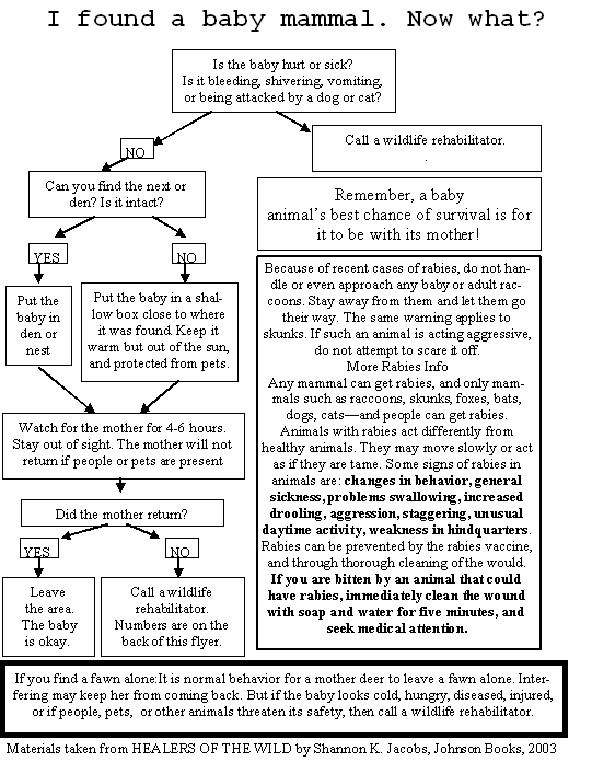 Baby Mammal Decision Tree